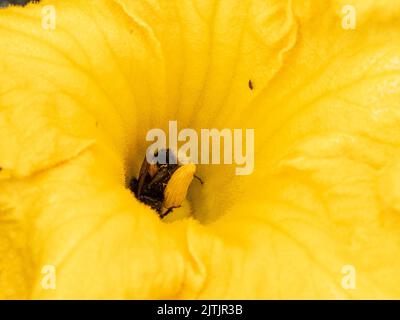 Un gros plan d'une abeille bourdonnante collectant le nectar d'une plante de courgette jaune vif Banque D'Images
