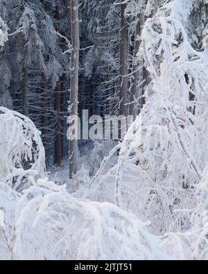 Paysage avec une fabuleuse forêt d'hiver dans la neige et arbres couverts de givre Banque D'Images