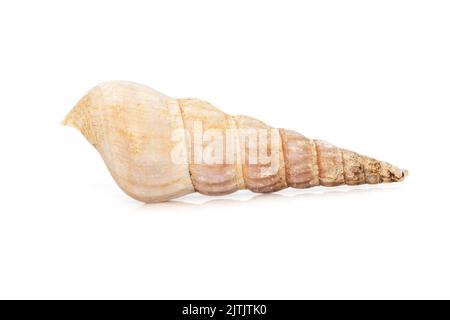 Image de rhinoclavis aspera est une espèce d'escargot de mer, un mollusque de gastropodes marin de la famille des Corithiidae isolés sur fond blanc. Ani sous-marin Banque D'Images