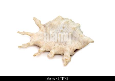 Image de lambis la coquille de la mer de scorpius, nom commun le conch de scorpion ou le conch d'araignée de scorpion, est une espèce de grand escargot de mer, un gastéropode marin mollu Banque D'Images