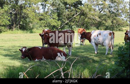 Campagne hollandaise. Belles vaches sur le terrain vert. Animaux de ferme laitière qui paissent à l'extérieur. Banque D'Images