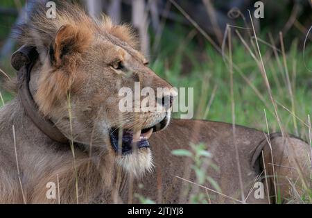 illustration du lion ; grand lion masculin dans la nature ; vue latérale du lion ; aspect du lion masculin ; lion sans homme ; lion avec des mous ; Lion sauvage; lion mâle de Murchison NP Banque D'Images