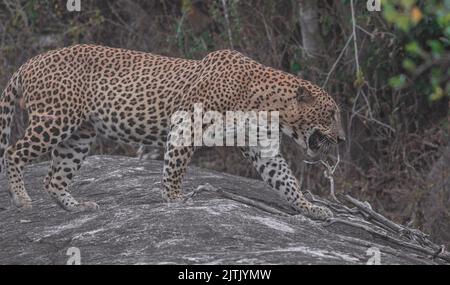 Léopard au soleil ; léopard marchant sous la lumière du soleil ; léopard en lumière dorée ; léopard sri-lankais provenant du parc national de Yala. Banque D'Images