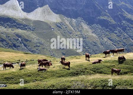 Vaches d'abondance - la Rosière - Alpes françaises - Savoie - France Banque D'Images