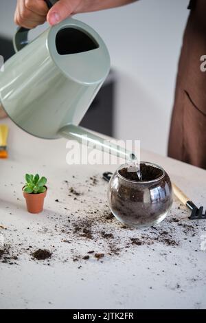 Les mains de l'homme arroser un sol pour transplanter mini plante succulente de petit bijou. Banque D'Images