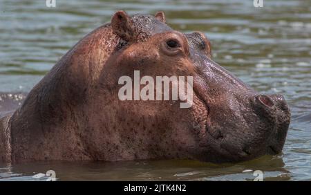 Hippopotame dans l'eau; hippopotame souriant; hippopotame dans l'eau; tête d'hippopotame; tête d'hippopotame; gros plan d'hippopotame; hippopotame du Nil; hippopotame du Nil Banque D'Images