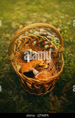 Dans la forêt au milieu de l'herbe il y a un panier en osier avec divers champignons collectés. Cueillette de champignons en été. Ingrédients pour le d Banque D'Images