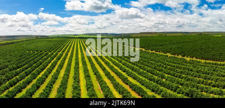 Vue aérienne sur le sommet des rangées d'orangers dans plantation Banque D'Images