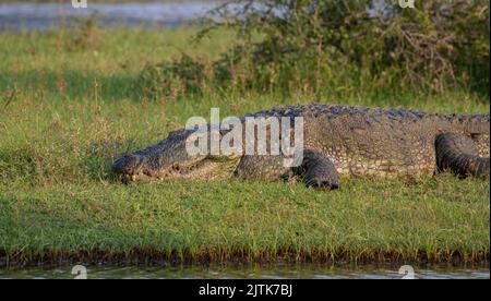 Crocodile sur une roche; crocodile reposant sur une roche; crocodile au sol; crocodile au soleil; crocodiles au repos; crodiles crodiles Banque D'Images