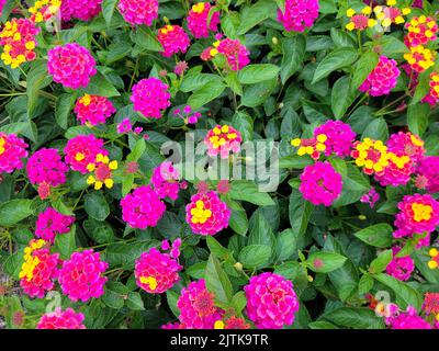 Jardin de fleurs de Lantana verbena, rose vif Banque D'Images