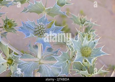 Sea Holly (Eryngium maritimum) fleur empilée photographie Norfolk UK GB août 2022 Banque D'Images