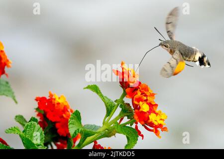 Colibri-faucon, Macroglossum stellatarum, Lantana Moth Lantana camara, Fleur, insecte, Proboscis long Banque D'Images