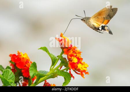 Papillon volant au-dessus du drapeau espagnol, Lantana camara, fleur de faucon colibri, Macroglossum stellatarum, long Proboscis Nectaring floraison Banque D'Images