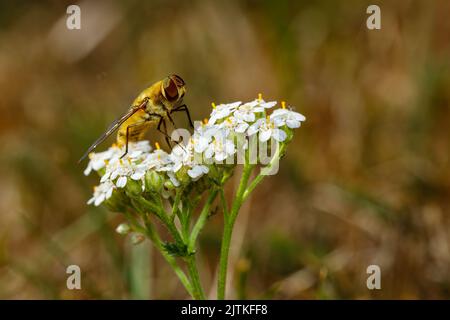 Un planque sur une fleur Banque D'Images