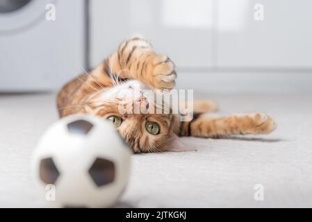 Le chat Bengale joue avec une balle sur le sol. Jouer à Cat. Banque D'Images