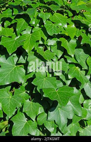 Ivy, Hedera Helix, en gros plan Banque D'Images