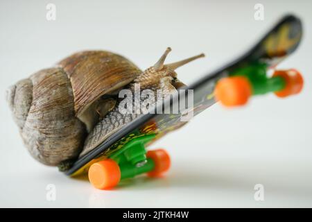 L'escargot sur mini-skateboard coloré sur fond blanc, gros plan Banque D'Images