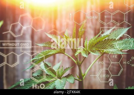 Sélection de nouvelles variétés de cannabis. Formules chimiques dans la culture végétale. La composition chimique du chanvre. Formule végétale saine. Une agriculture intelligente, usi Banque D'Images