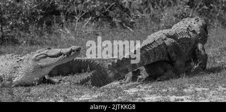 B&W crocodile ; crocodiles sauvages ; crocodiles noirs et blancs combattant dans la nature ; deux crocodiles combattant ; monochrome ; crocodiles se nourrissant Banque D'Images