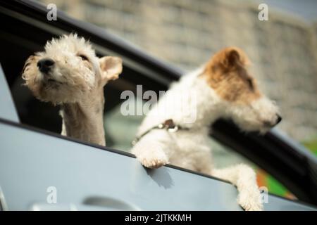 Deux chiens regardent par la fenêtre de la voiture. Deux animaux de compagnie en transport. Animal en voiture. Terriers regardent dehors. Banque D'Images