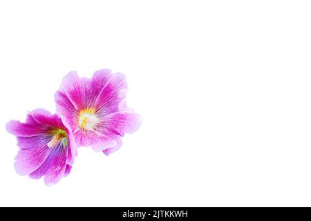 Deux têtes de fleurs rose magenta Alcea rosea isolées sur blanc Banque D'Images