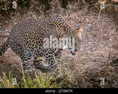 Léopard en croissance ; léopard en randonnée dans l'escarre ; léopard en lumière dorée ; léopard sri lankais du parc national de Yala. Banque D'Images