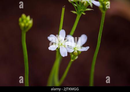 dionaea muscipula en fleur, détail look gros plan. Plante carnivore. Banque D'Images