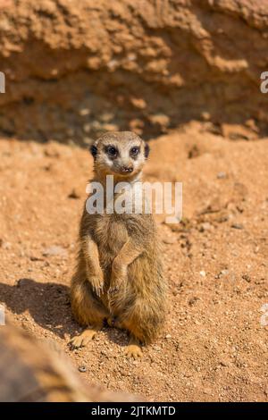 Meerkat animal (nom latin Suricata suricata) dans la nature. Détail de la marche des animaux africains au sol. Un animal de garde vigilant garde sur le ne Banque D'Images