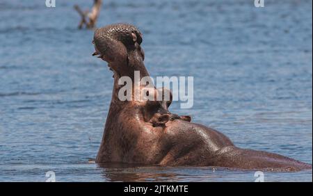 Hippopotame ; hippopotame ; hippopotame dans l'eau ; tête d'hippopotame ; tête d'hippopotame ; gros plan d'hippopotame ; hippopotame du Nil ; hippopotame du Nil, Banque D'Images