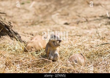 Le chien des Prairies (nom latin Cynomys ludovicianus) au sol. Animal rongeur originaire d'Afrique. Banque D'Images