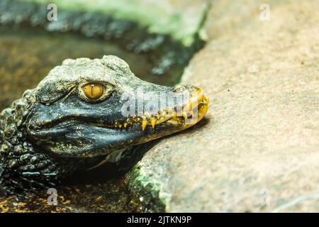 Crocodile caiman (nom latin Paleosuchus palpebrosus) - détail de la tête de l'alligator. Banque D'Images