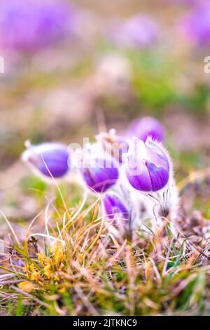 Grand pasque fleurs (Pulsatilla grandis) avec des gouttes d'eau, réserve naturelle à 'Kamenný vrch - Koniklecová louka', ville de Brno, République Tchèque, Europe. Banque D'Images