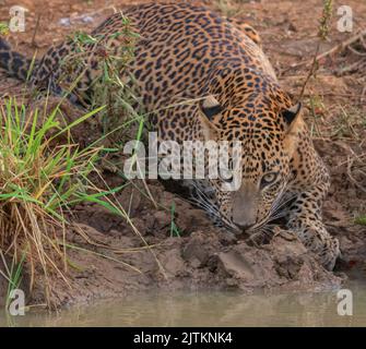 Léopard prendre une boisson; eau de boisson de léopard; léopard au Sri Lanka; eau de boisson de gros chat; impression de léopard; eau de boisson de léopard; eau de boisson de chat Banque D'Images