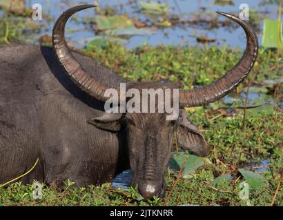 gros plan d'un bison; gros plan du bison; marche du bison; bétail sur l'herbe Banque D'Images