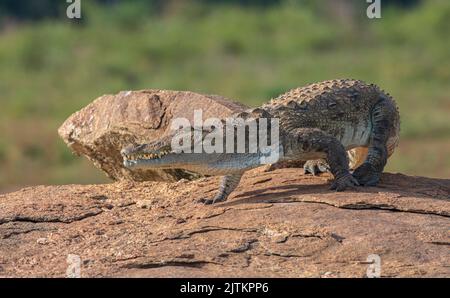 Crocodile sur une roche; crocodile reposant sur une roche; crocodile au sol; crocodile au soleil; crocodiles au repos; crodiles crodiles Banque D'Images