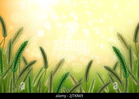 Champ de blé en lumière du soleil.contexte des épillets de blé avec des grains, des épis et des tiges.Illustration réaliste des plants de semences,agriculture biologique.Hé Illustration de Vecteur