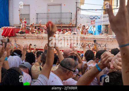 Buñol, Valence, Espagne, 31 août 2022, le 75th anniversaire de la tomatina est célébré, la guerre de tomate la plus paisible au monde dans les rues. plus de 15 000 personnes jettent 130 000kg tomates mûres distribuées en 6 camions. @Salva Garrigues / Alamy Live News Banque D'Images