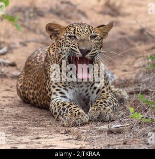 Bâillements de léopards; bâillements de léopards; bâillements de léopards; bâillements de léopards; pullères de léopard du parc national de Yala au Sri Lanka Banque D'Images