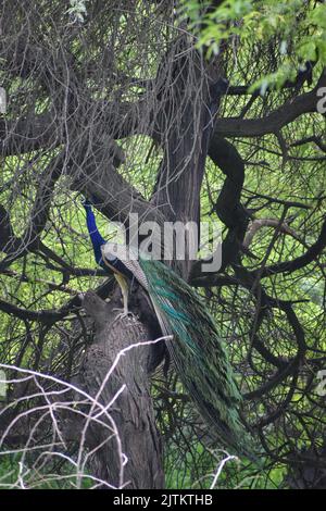 Paon indien assis sur l'arbre et prenant le repos. Banque D'Images