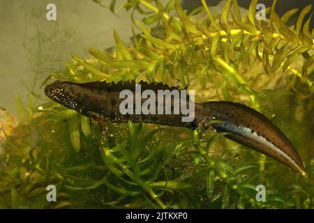 Gros plan détaillé sur un mâle aquatique de Danube, Triturus dobrogicus, sous l'eau Banque D'Images