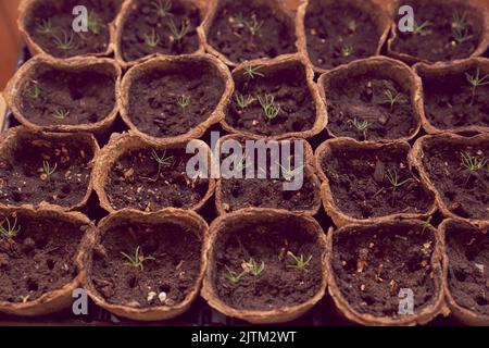 Vue de dessus des pots biodégradables avec des semis d'épinette bleue sur le rebord de la fenêtre, des semis organiques, des semis d'arbres poussant dans des pots. Photo de haute qualité Banque D'Images