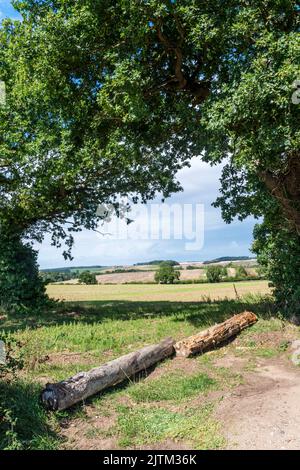 Des bûches bloquant une entrée dans le champ de Norfolk afin d'éviter toute utilisation non désirée par les véhicules tout-terrain et les joy riders. Banque D'Images