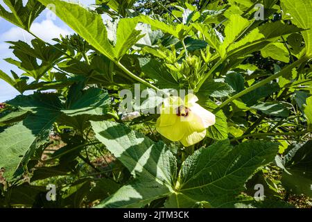 L'Abelmoschus esculentus, connu dans de nombreux pays anglophones sous le nom de doigts de dames ou ochro, est une plante à fleurs de la famille des malives. Il est valorisé Banque D'Images