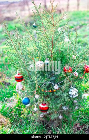 Un jeune genièvre est décoré de boules de Noël lors d'une journée d'hiver dans le sud de la Russie. Fête de Noël. Banque D'Images