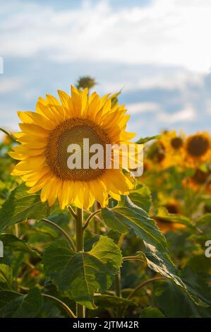 Fond naturel de tournesol. Gros plan de tournesol contre un champ par une journée ensoleillée d'été Banque D'Images