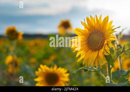 Fond naturel de tournesol. Gros plan de tournesol contre un champ par une journée ensoleillée d'été Banque D'Images