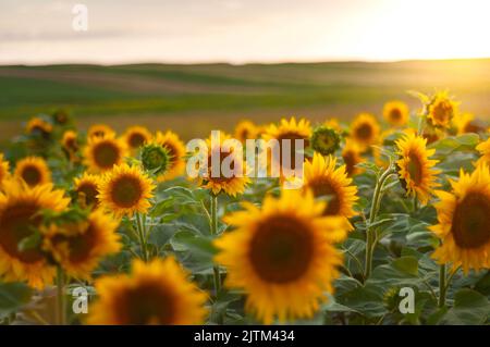 Fond naturel de tournesol. Gros plan de tournesol contre un champ par une journée ensoleillée d'été Banque D'Images