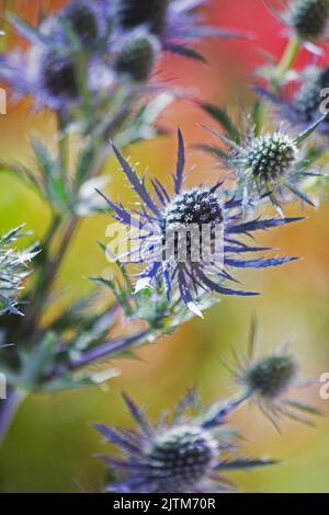 Bleu de mer Holly (Eryngium zabelii) plante des fleurs sur un fond naturel Banque D'Images