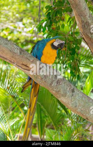 Macaw à la poitrine jaune sur un tronc d'arbre à rio de janeiro, Brésil. Banque D'Images