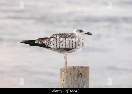 Goéland à pattes jaunes - Larus michahellis - oiseau juvénile à Walberswick, Suffolk, Royaume-Uni. Août 2022 Banque D'Images